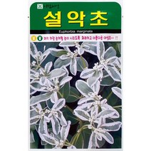 설악초 꽃씨앗 30립