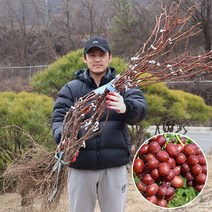 루비로망 포도나무 묘목 접목1년생 특대묘