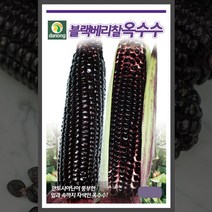 자색 옥수수씨 70립 자색 옥수수 씨앗 흑찰옥수수 종자, 1000립