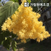 유럽라일락 향기라일락 라일락 가림원예조경, 베이징골드(북경라일락) 접목1년