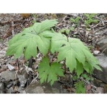 병풍취종근 20주