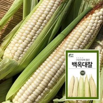 마이플랜트 백옥대찰 1호 옥수수 씨앗 채소 야채 텃밭