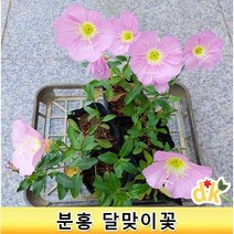 들꽃닷컴]야생화 분홍낮달맞이 4치(10cm)모종 24개 무료배송_월견초라는 약재로도 쓰이는 노지월동 여름~가을개화