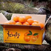 [흑토농원] 산지직송 제주 천혜향 가정용 3kg 5kg 10kg / 천혜향 레드향 한라봉, 천혜향 10kg, 대과 (29-41과)