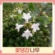 꽃댕강나무 묘목 키80cm 5개