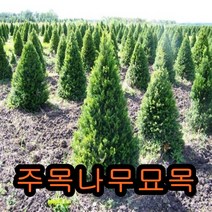 주목실4년생5그루.묘목.나무묘목.묘목판매, 1개, 주목실4년뿌리묘(키30cm)5그루