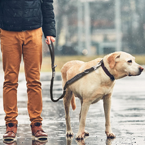 MPL 강아지리드줄 중형견 대형견 개 강아지산책줄, 블랙