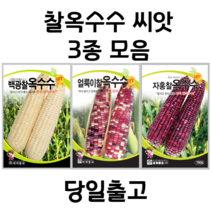 찰옥수수 씨앗 150립 3종 모음 얼룩이찰 옥수수씨앗 찰옥수수씨