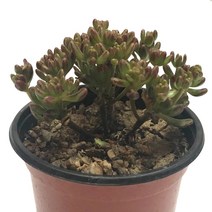 소인제-소형관목형/통통하고작은잎/유접곡/다육식물