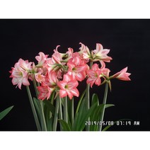 [명일원] 아마릴리스-캔디 개화구 1구(둘레18~20cm)