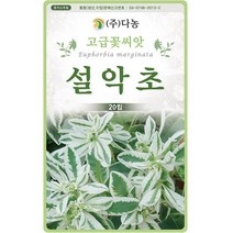 [조이가든] 야생화씨앗 - 설악초 (20립)