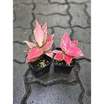 무배특가 1개발송 식물공장 아글레오네마 코코엔젤 소품 반려식물 15-25cm 55, 1개
