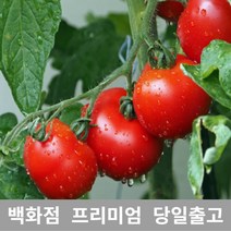 [특등급선별] 토마토 2kg 방울토마토 토마토효능 토마토요리 방울토마토키우기 대추방울토마토 대추토마토 당뇨에좋은과일 과일 완숙토마토 집에서할수있는취미 방울토마토1KG 단토마토 컬러