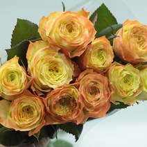 (고급장미)애플잭 장미꽃 (1단10송이) 생화택배 (고속터미널꽃시장 직배송) 꽃예꽃, 취소처리(취소선택시 다른꽃변경불가), 금~일요일 구매시 (화요일 도착)