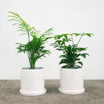 꽃피우는청년 천연가습기 실내공기정화식물 2종 세트 (테이블야자 홍콩야자), 유광 원형 화이트