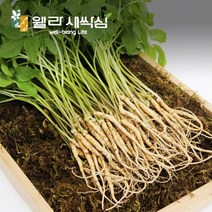 웰라 새싹삼 소(15cm~20cm) 50뿌리 [선물포장가능], 일반포장 x 1box