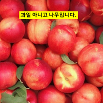 묘목/천도 복숭아 신비/접목 1년/2주 KJ386, 1개