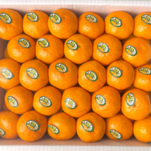 [고당도보장] 제주 불로초 타이벡 타이백 감귤 제주도 귤 3kg 고당도 로얄과 선물용 선물세트, 불로초 감귤 3kg (로얄과)