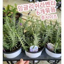 잉글리쉬라벤다-중 6개묶음/영국에서 가장 많이 식재되는 잉글리쉬 라벤더(English Lavender), 6개