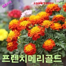팝플라워 프렌치메리골드-하모니 씨앗 200립