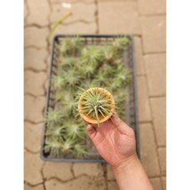 미니토분서비스 식물공장 식물도매 대량구매 5개 이오난사 중대 4~7cm 틸란드시아 수입식물 공기정화식물 미니토분서비스