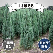 (나무85) 문그로우 삽목 묘목 포트, 2. 문그로우 4치포트