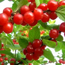 왕앵두나무 접목묘 특묘 상묘 앵두나무