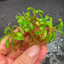 [동일개체 발송상품] 부세파란드라 sp. 카트리네 미니 7-7