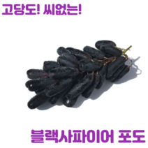 [바농프레시] 고당도 블랙 사파이어 가지 포도, 900g 내외(1봉/1~2수 내외), 1개