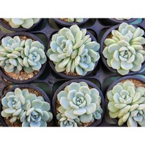 다육king 아이시그린(랜덤발송) 다육식물 선인장 (단일상품)