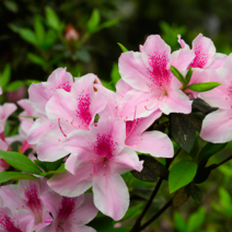 대만 만병초 묘목 (타이완 만병초) / 포트묘 / 2주묶음 / 아름다운 수형 FG94, 1개