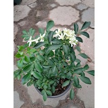 오렌지자스민 중품, 1개