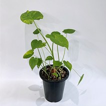 옐로우오도라 알로카시아 대품, 1개