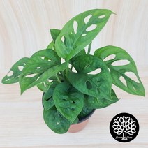 몬스테라 아단소니 오블리쿠아 높이23cm, 1개