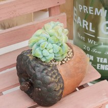 귀여운 도토리 다육화분, 화분+다육식물추가