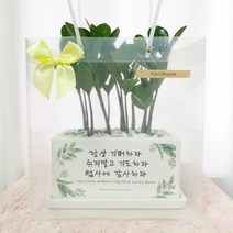 화분마당 성경말씀 금전수 돈나무 직사각 화분, 쇼핑백 추가O, 1개