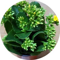 칼랑코에 칼란코에 카란코에 칼란디바 꽃화분, 노랑계통