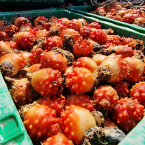 통영 산지직송 깐멍게 꽃멍게 피멍게, 꽃멍게(안깐멍게), 3kg(27-36미)
