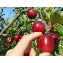 묘목/미니사과나무 알프스오토메 (성목R5cm) AB766, 1개