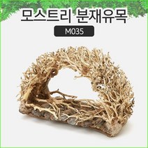 SM 프리미엄 베트남 분재유목 [M035]