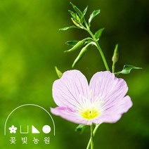 꽃빛농원 분홍달맞이 3치포트 낮에 피는 달맞이꽃 야생화 모종, 핑크 3치포트