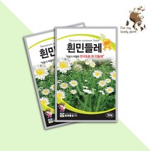 흰민들레 50립 세계종묘 화훼류 씨앗
