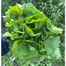 [국내산/국산] 생 머위잎 생머위잎 1kg 2kg 머위나물 머위순 자연산 산지직송 머위 머구 머우 잎 케르세틴 암예방 혈액순환 고혈압 콜레스테롤 아토피 개선 산머위