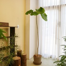 키우기 쉬운 카페식물 휘커스 움베르타 대형화분, 당일 퀵배송 변경(경기외곽), 휘커스 움베르타 대형(2m)