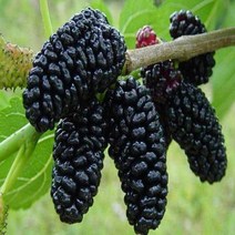 묘목/수퍼오디/왕오디 뽕나무/2주 M025