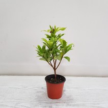 온누리농원 천리향