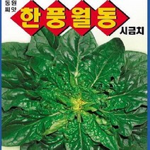 [가람종묘사] 한풍월동 시금치씨앗(맛좋은 재래종 섬초 월동용 시금치 품종)