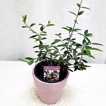 올리브나무 집에서 키우기 관리 쉬운 공기정화 식물 핑크화분, 단품