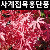 사계접목홍단풍/블러드굿 나무 묘목 접목2년 뿌리묘 1개/정원/공원/조경수