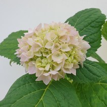 별수국(중품 랜덤